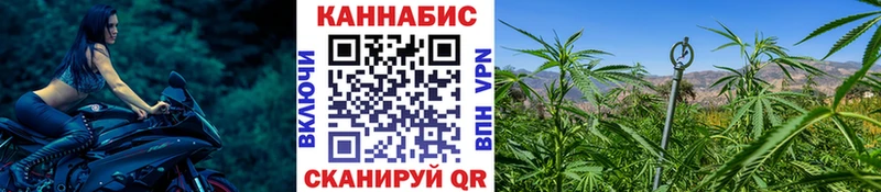 Каннабис сатива  Цоци-Юрт 